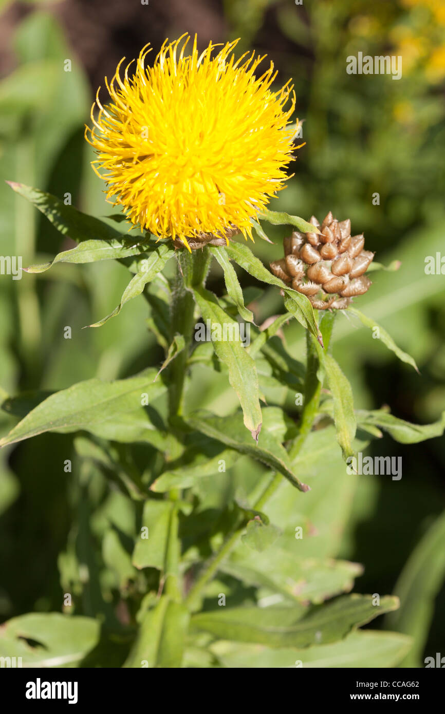 Armenian Basket Flower (centaurea macrocephala) at Kumpula Botanical