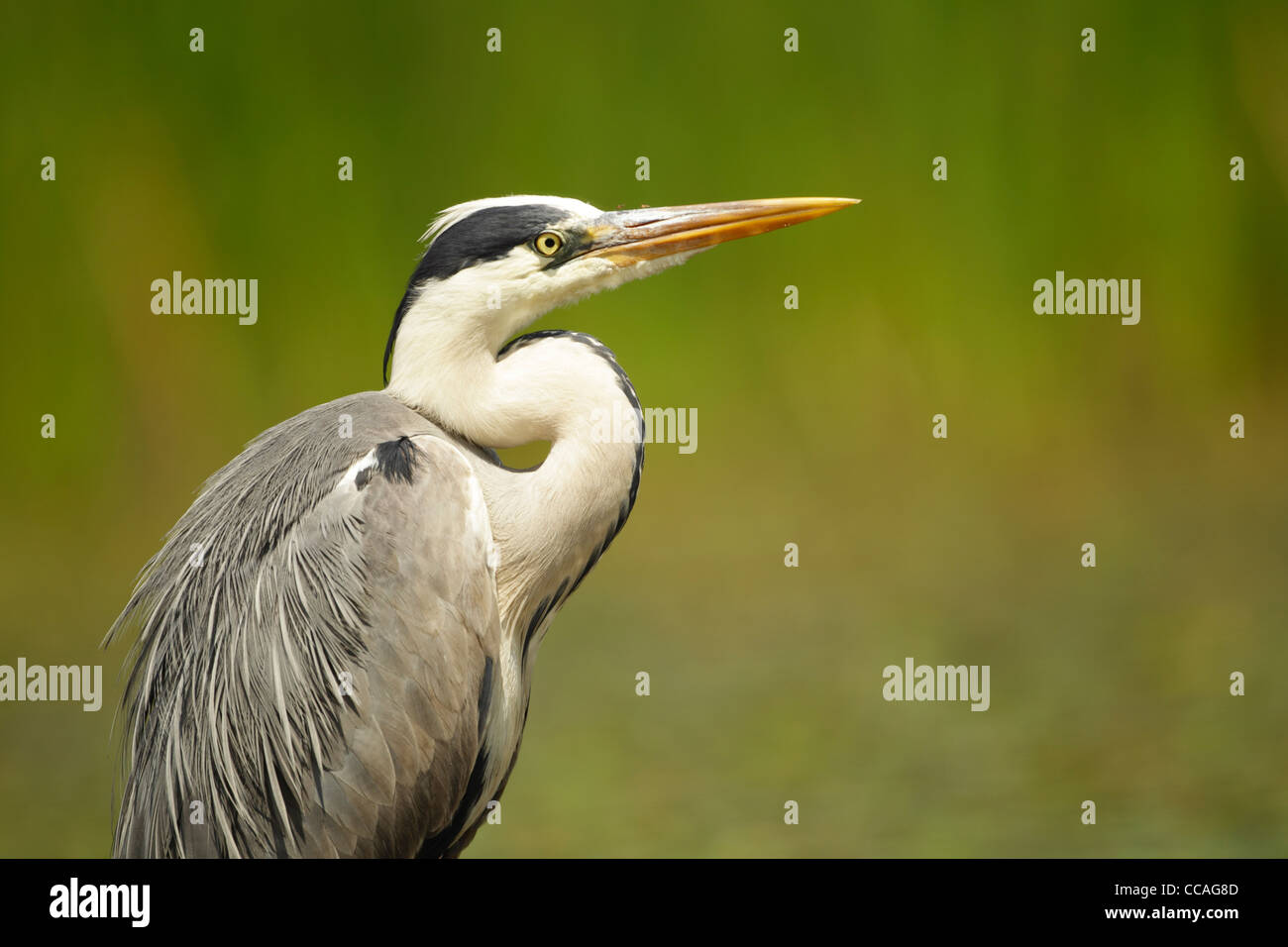 Adult grey heron (Ardea cinerea) showing head, neck and upper body with mosquitoes on beak Stock Photo