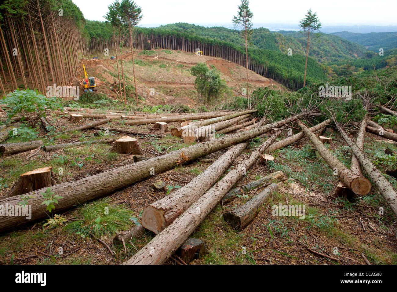 Deforestation of Cedar Forest Stock Photo