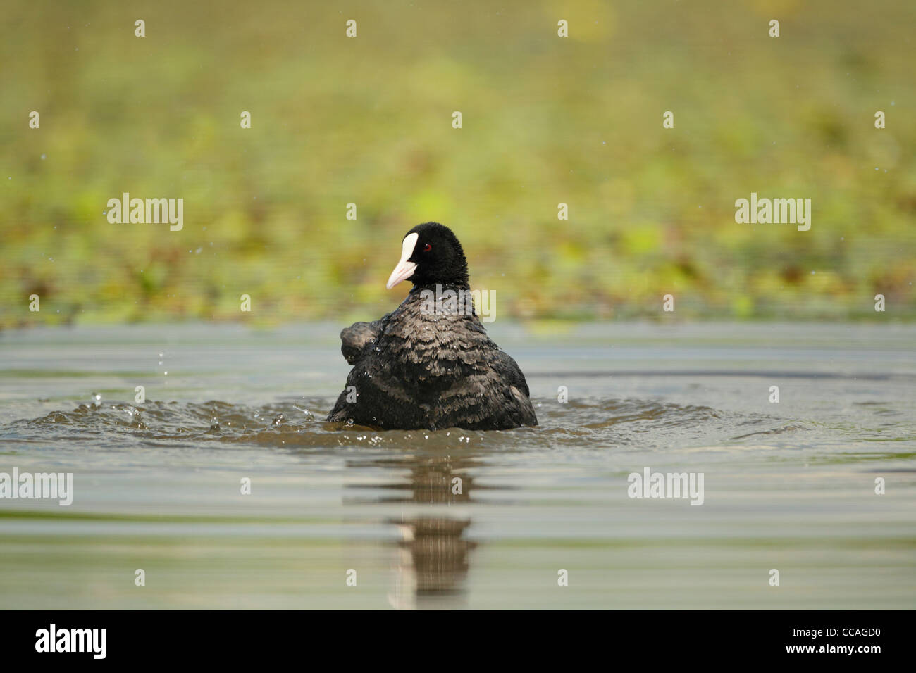 Adult Eurasian coot (Fulica atra) bathing Stock Photo