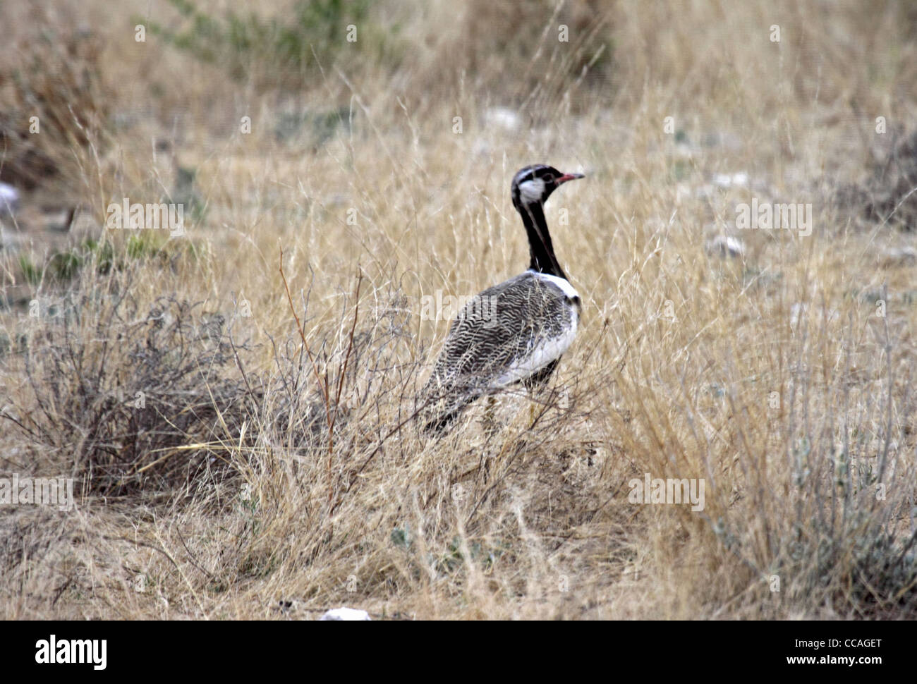 Northern black korhaan male Stock Photo Alamy