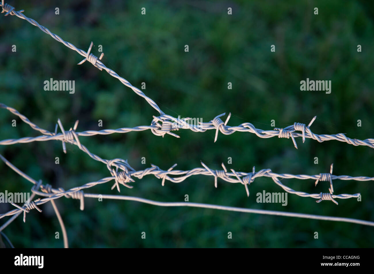 Barbed wire in semi close up forming a fence in late sunlight Stock Photo