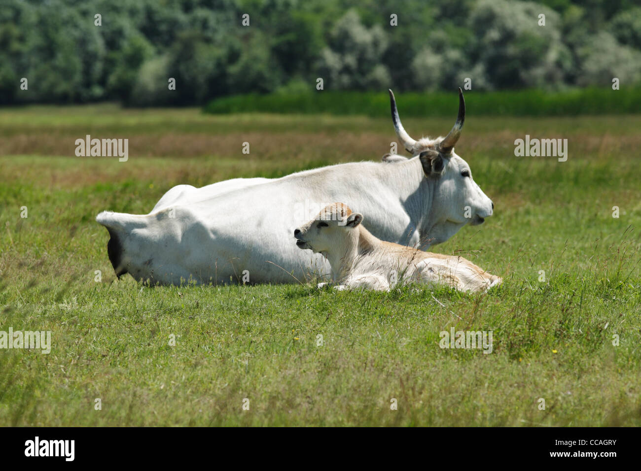 Hungarian grey cattle with calf lying on the ground in a grassy meadow Stock Photo