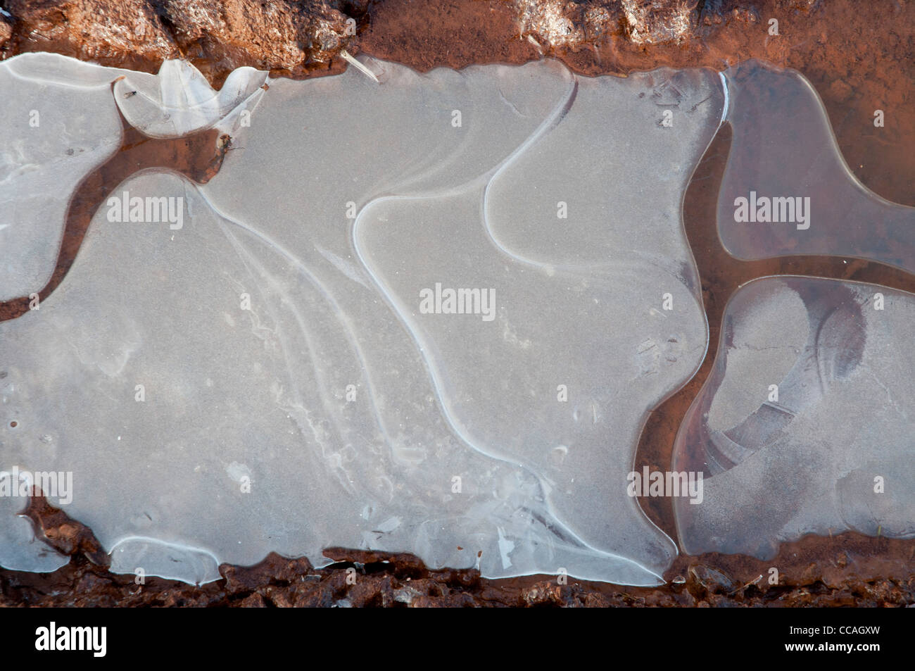 Frozen water puddle in mud Stock Photo