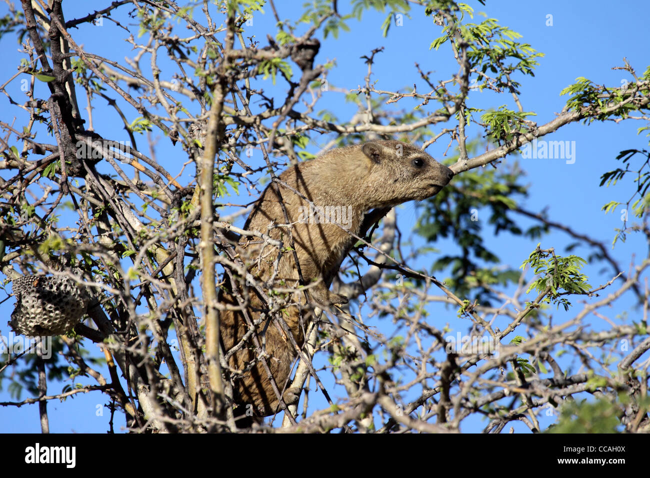 Rock dassie or hyrax in tree Stock Photo