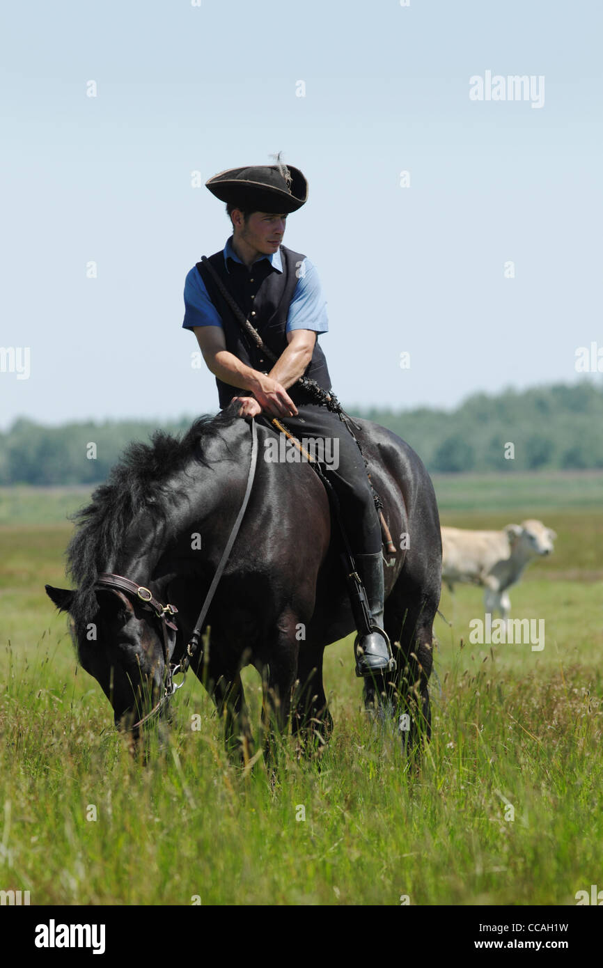 Hungarian grey cattle hi-res stock photography and images - Alamy