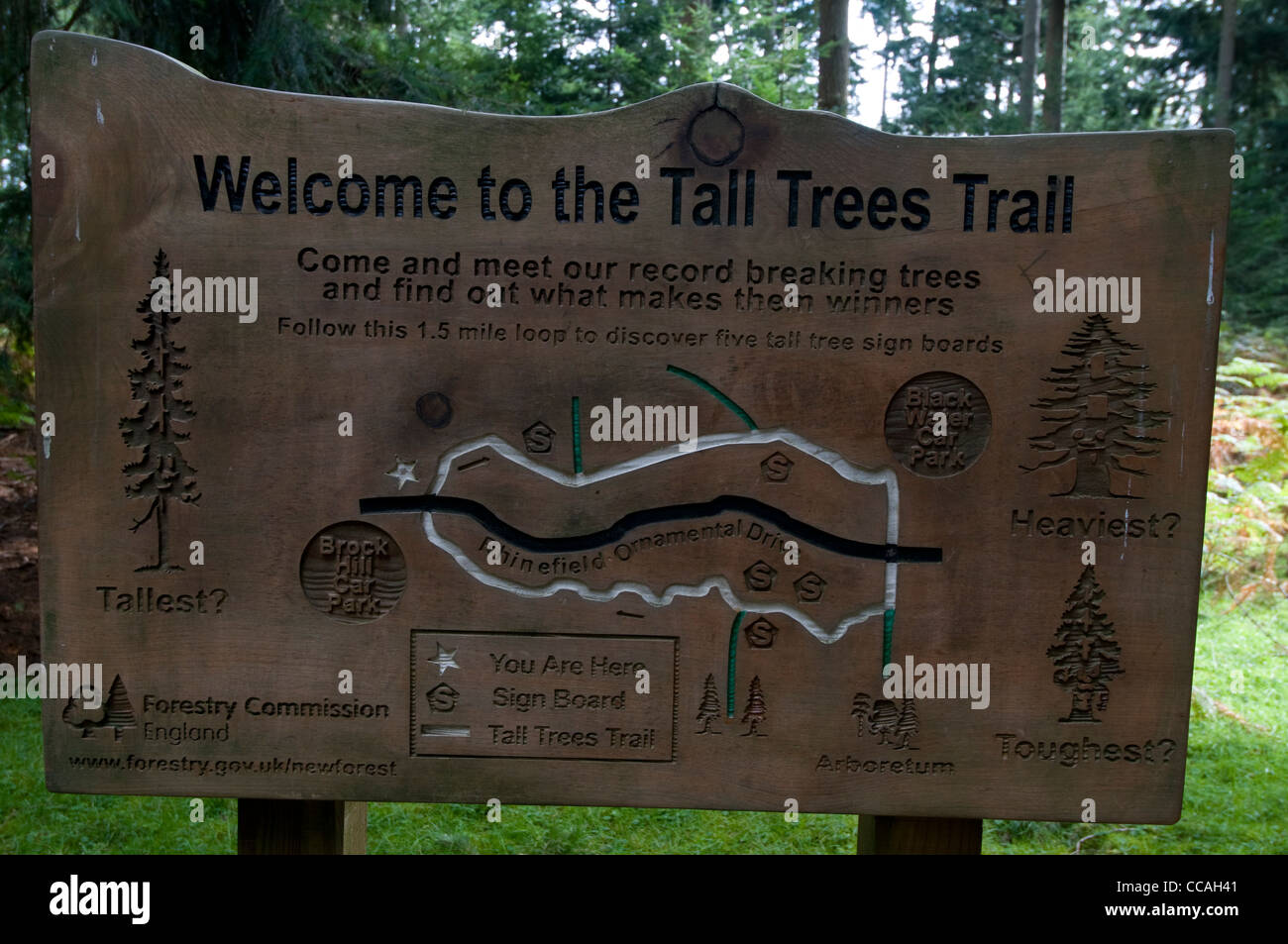 A Visitor S Notice Showing On The Tall Trees Trail In The New Stock Photo Alamy