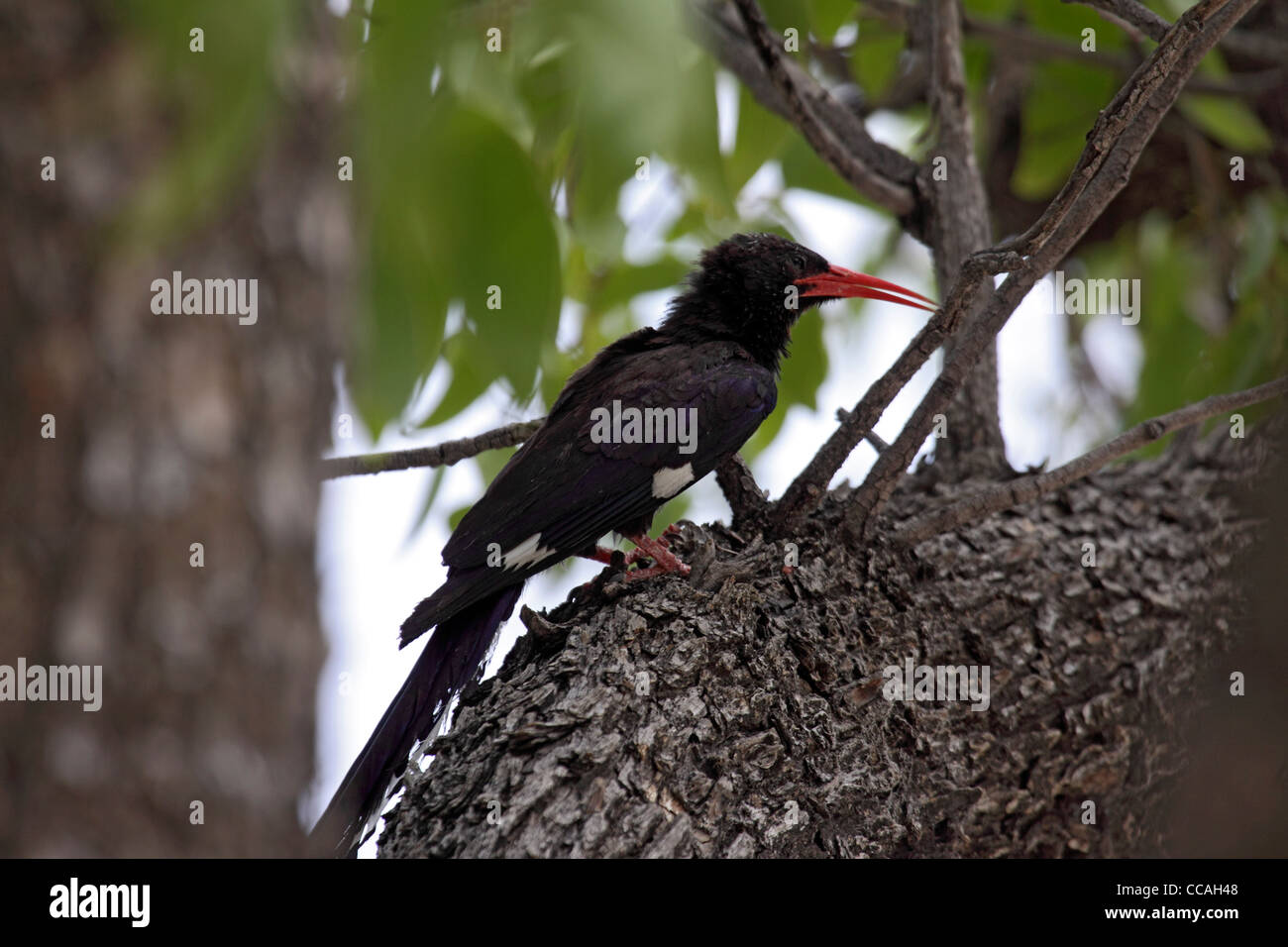 Southern violet woodhoopoe Stock Photo