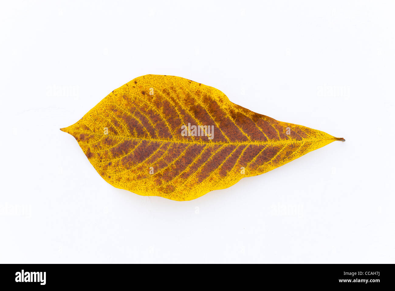 Single Autumnal Paw Paw Leaf Stock Photo