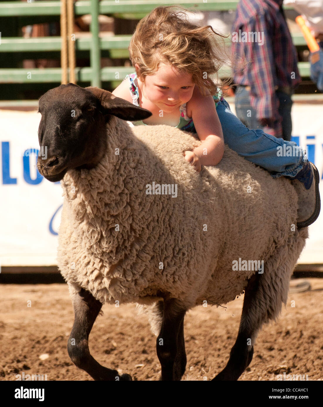 Rodeo, Young Cowgirl riding sheep during Mutton Busting contest in