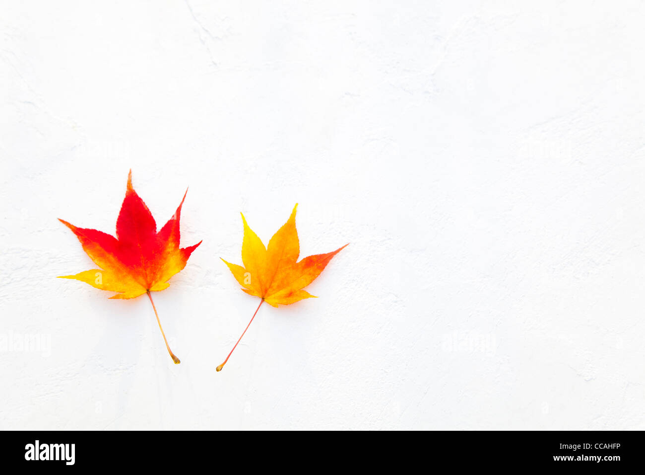 Two Maple Leaves Stock Photo
