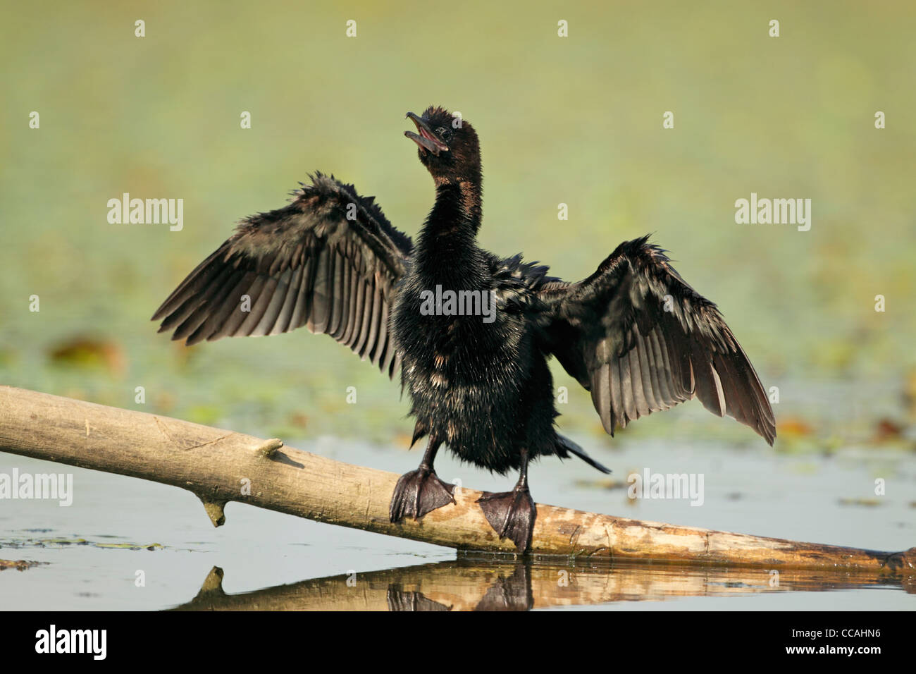 Pygmy cormorant (Phalacrocorax pygmeus) perched on small branch with reeds behind. Front view with wings outstretched Stock Photo