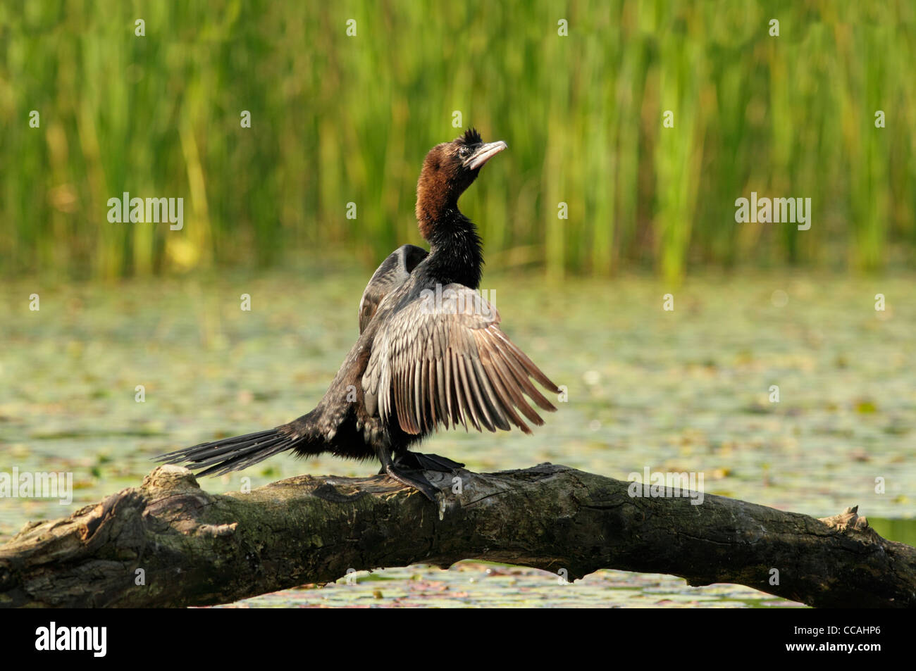 Pygmy cormorant (Phalacrocorax pygmeus) perched on a small log over water with reeds behind. Side view with wings outstretched Stock Photo