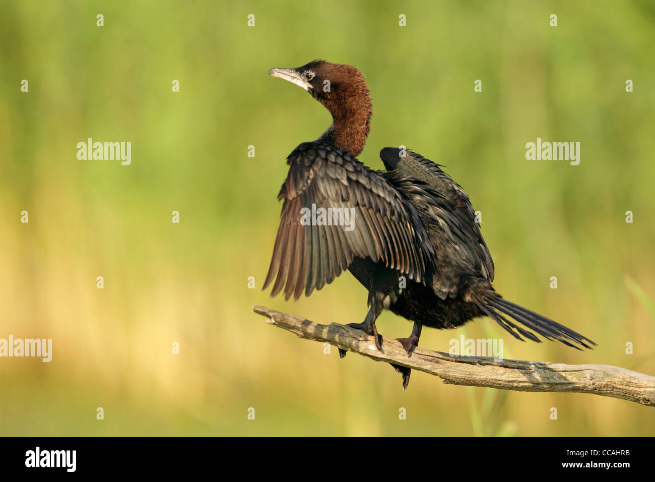 Pygmy cormorant (Phalacrocorax pygmeus) perched on a small log over water with reeds behind. Side view with wings outstretched Stock Photo