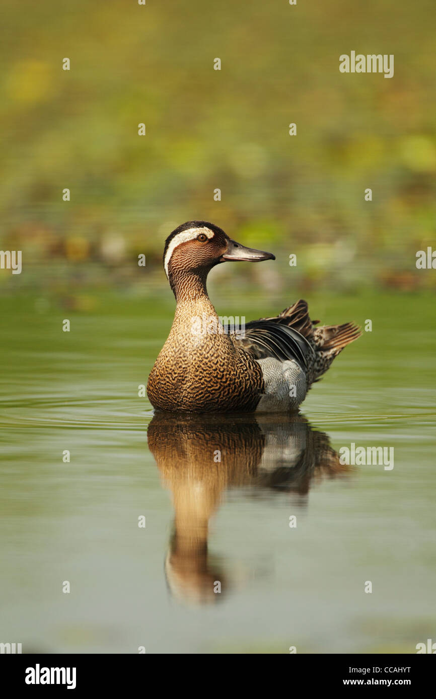 Garganey (Anas querquedula) swimming on green water Stock Photo