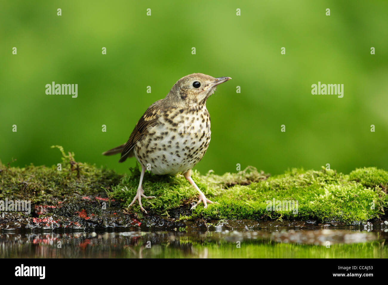Song thrush (Turdus philomelos) standing on a moss covered bank at the edge of a woodland pond Stock Photo