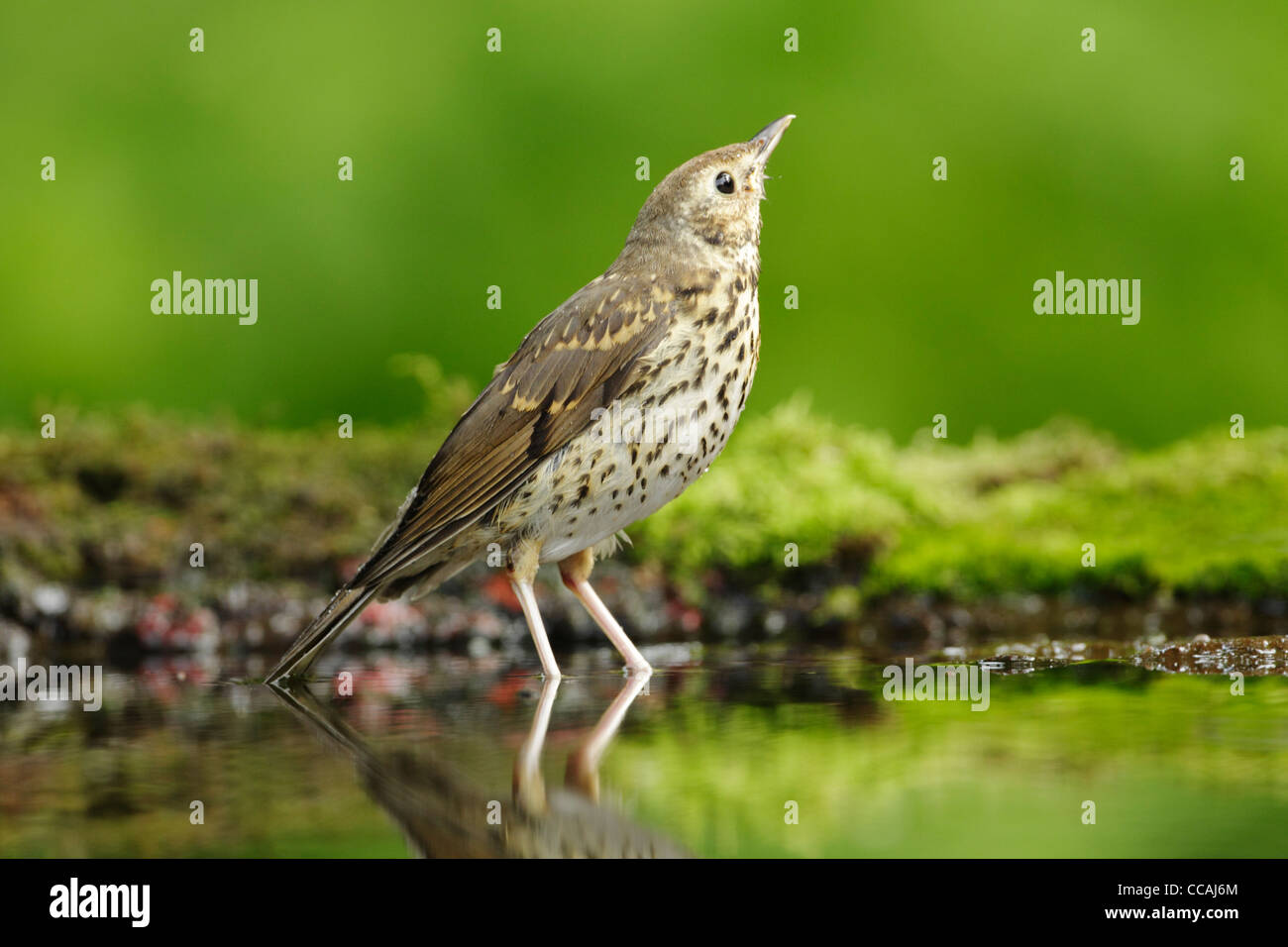 Song thrush (Turdus philomelos) looking upwards wihilst standing in water at the edge of a woodland pond Stock Photo