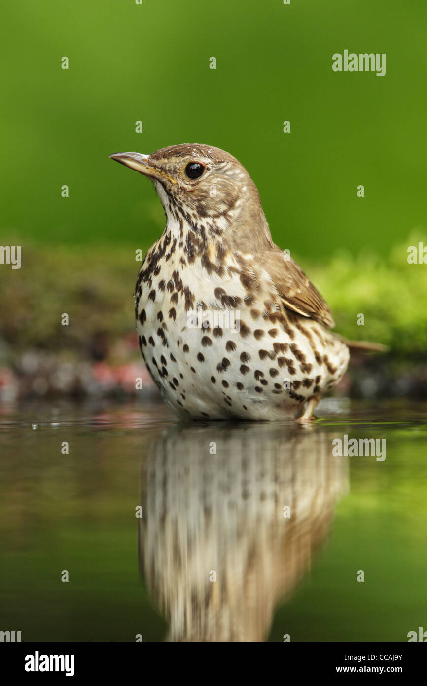 Song thrush (Turdus philomelos) standing in water at the edge of a woodland pond front view Stock Photo