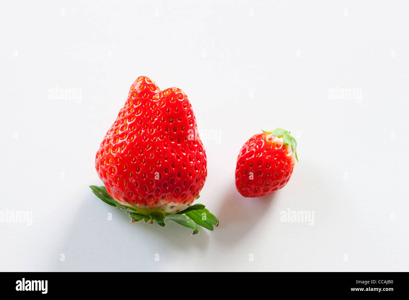 Large and Small Strawberry Stock Photo