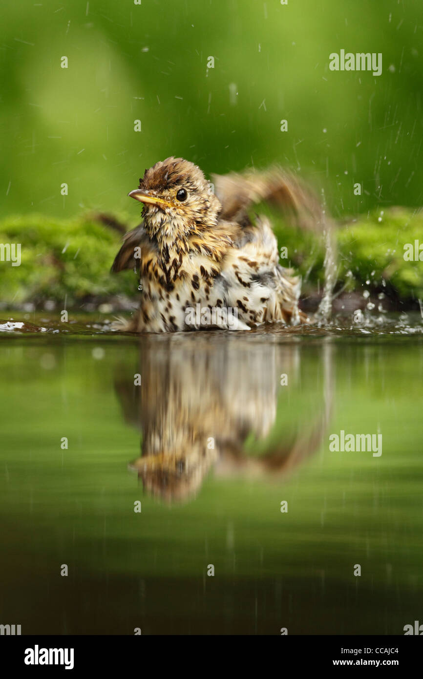Song thrush (Turdus philomelos) bathing in a small woodland pool front view showing water spray and wing movement Stock Photo