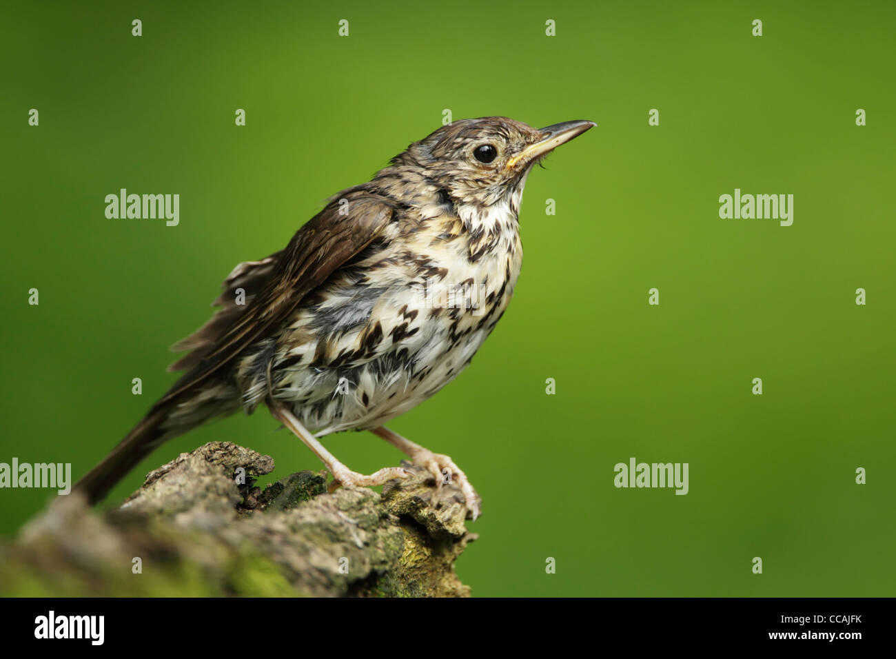 Song thrush (Turdus philomelos) perched on a small upturned log showing wet plumage after bathing Stock Photo