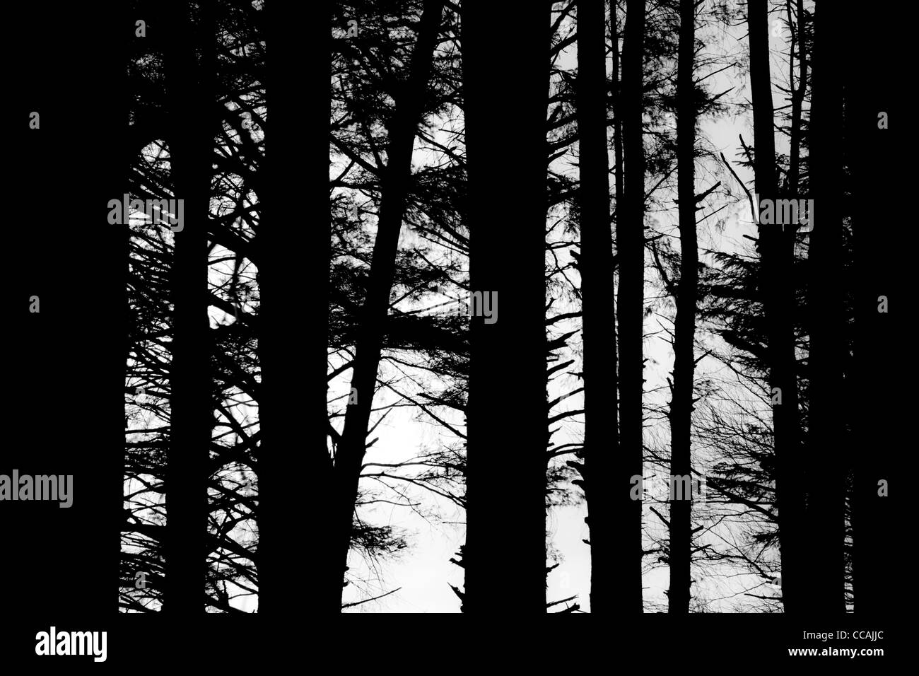 Woodlands in black and white hires stock photography and images Alamy