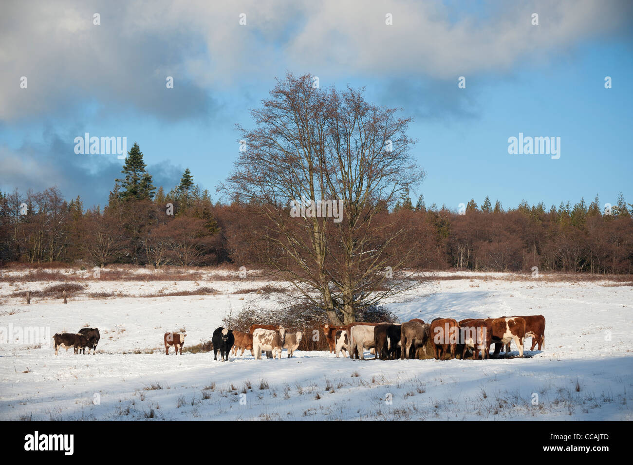 Cattle feed at a hay station after a fresh winter snow storm on a ranch