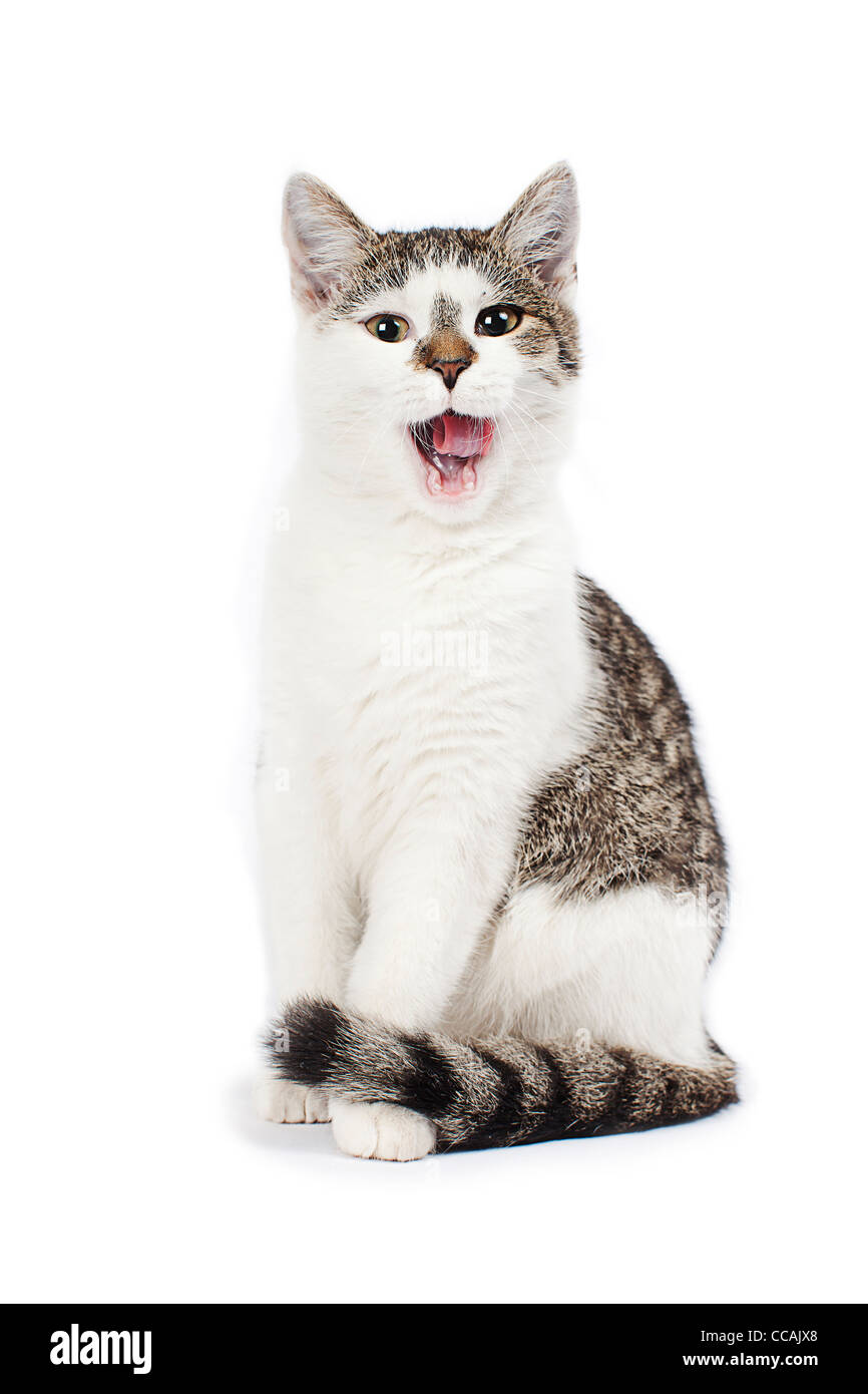 Training cat Cut Out Stock Images & Pictures - Alamy