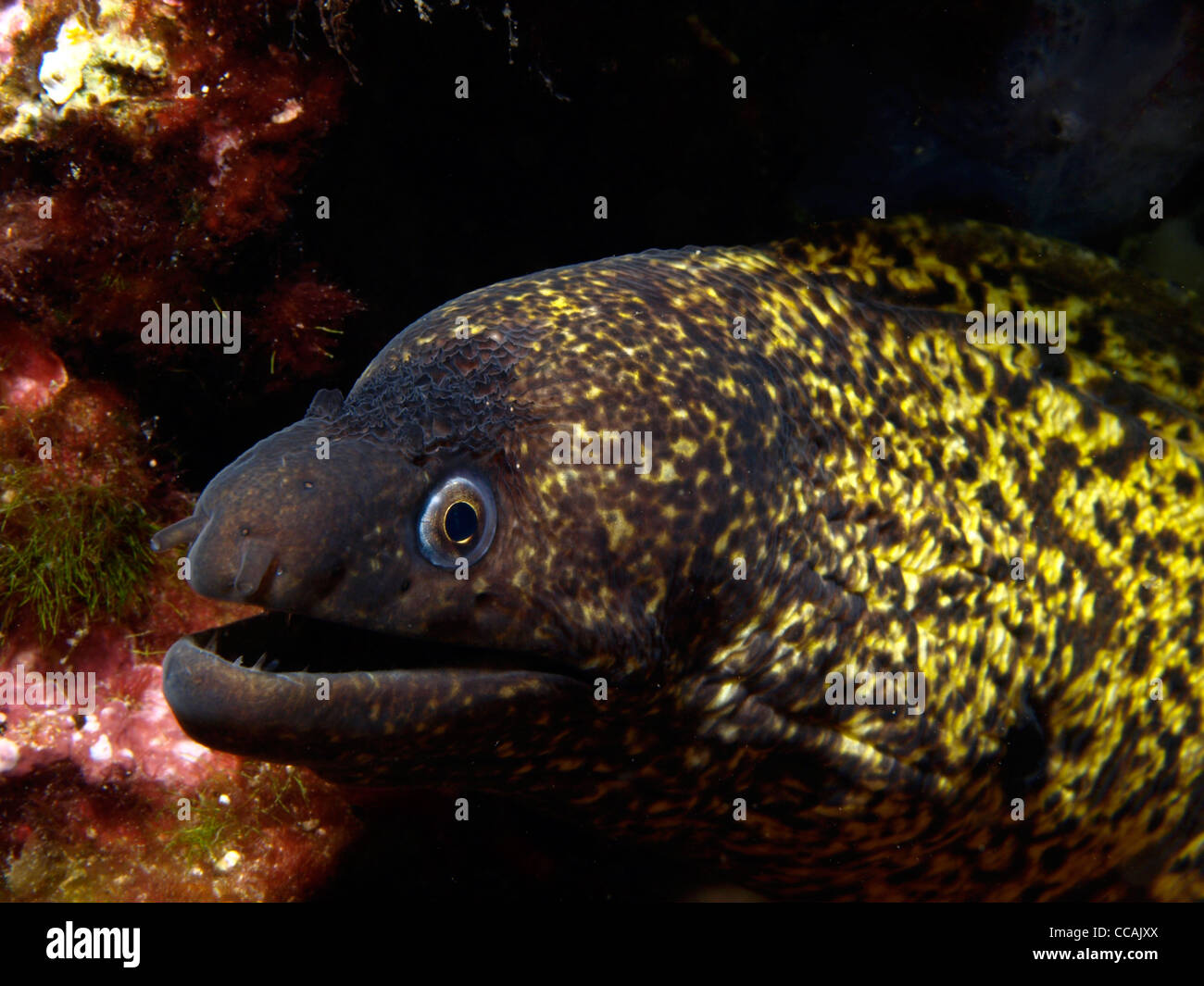 Moray eel in its cave Stock Photo Alamy