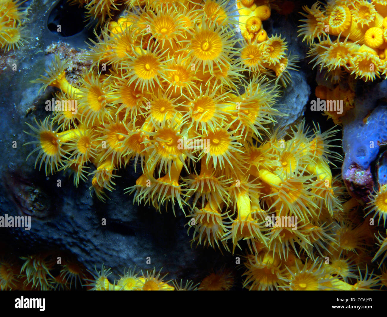 yellow encrusting sea anemone Stock Photo