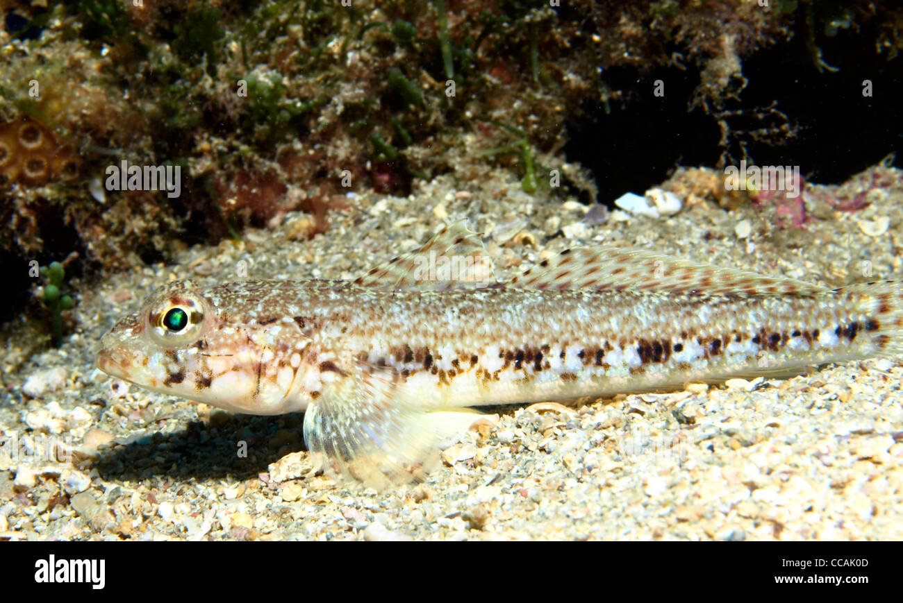 Lizard fish hires stock photography and images Alamy