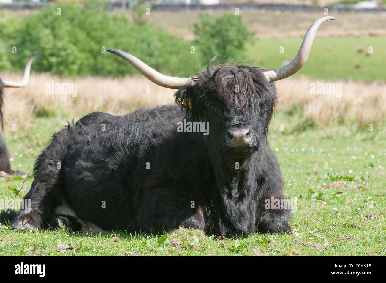 Black highland cow hi-res stock photography and images - Alamy