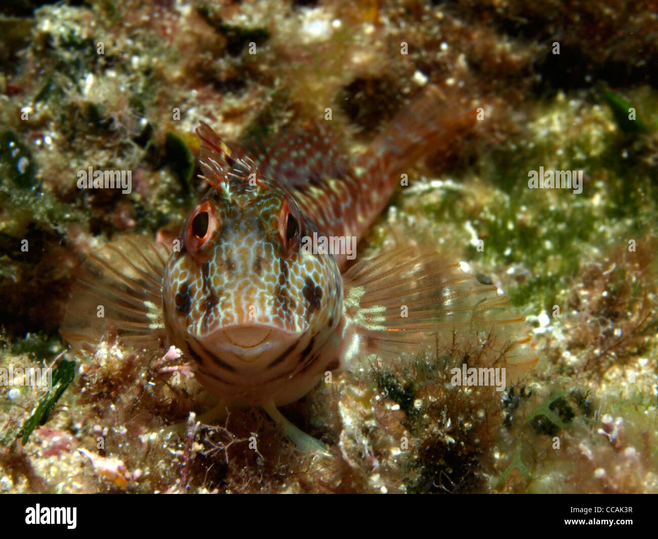 gobious small fish in the mediterranean Stock Photo