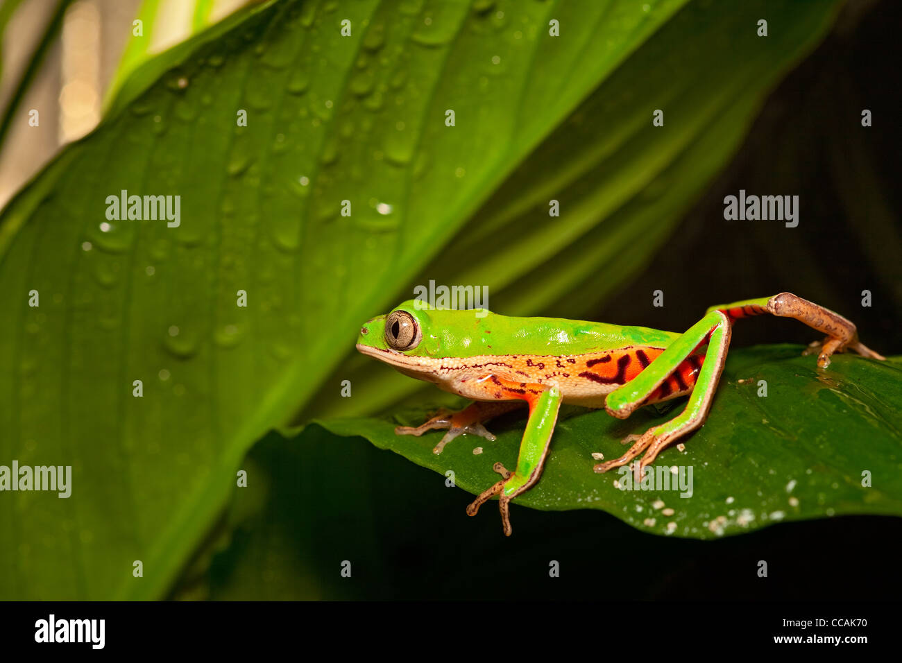 green tree frog crawling on leaf in tropical amazon rain forest. Beautiful amphibian with bright colors at night in jungle. Stock Photo