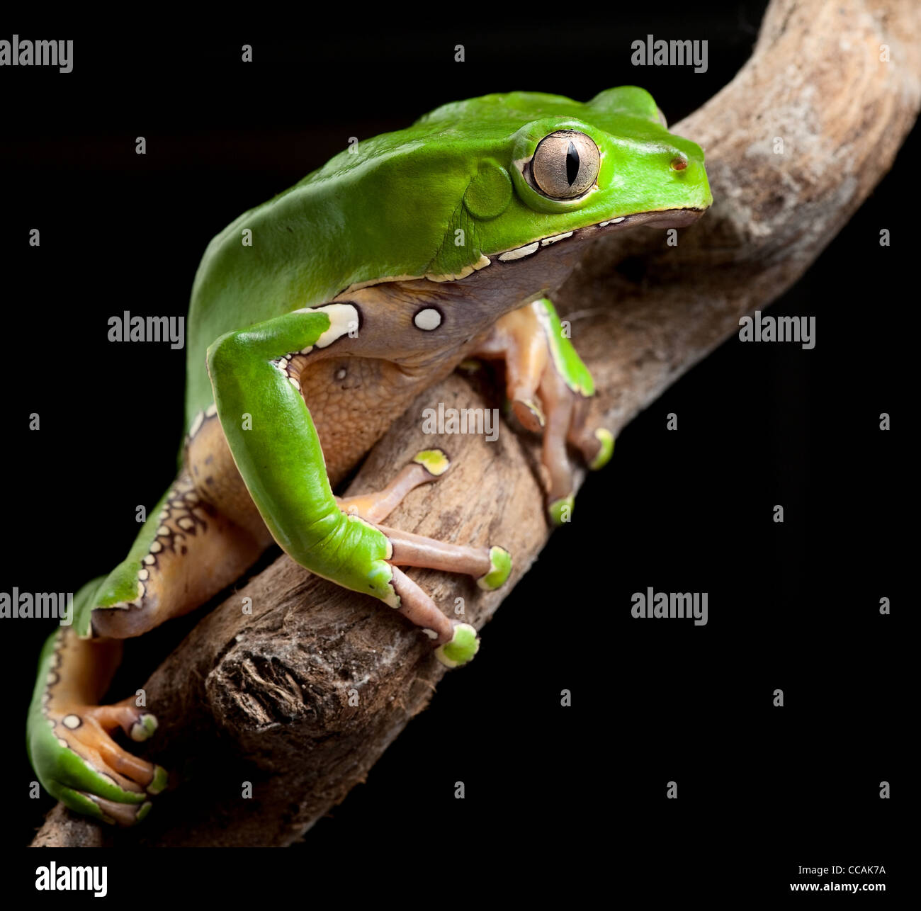 green tree frog amazon rain forest exotic tropical amphibian pet at night in jungle Stock Photo