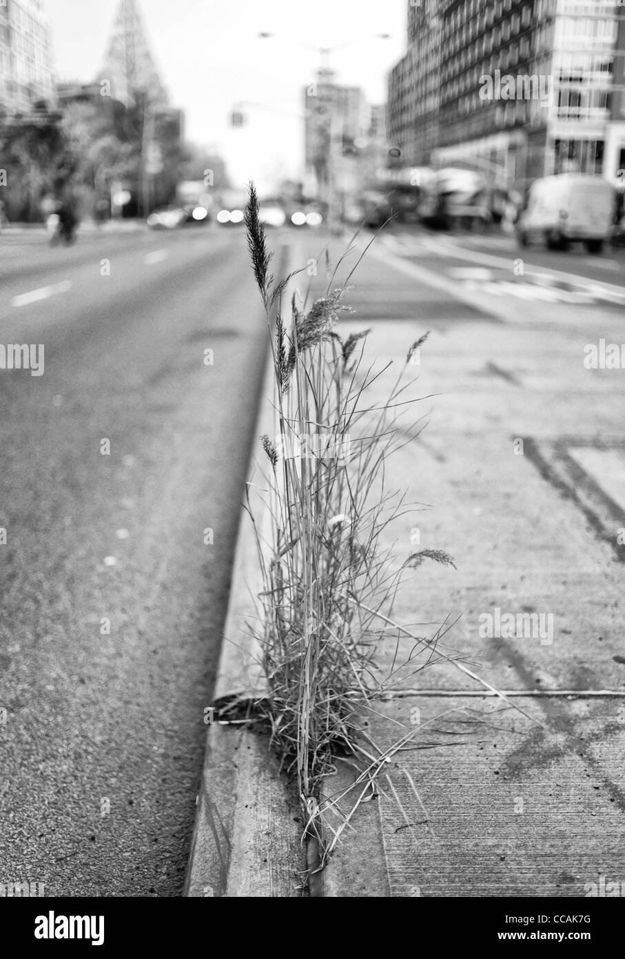 Weeds seen growing out of the pavement on Houston Street in downtown New York City, USA. Stock Photo