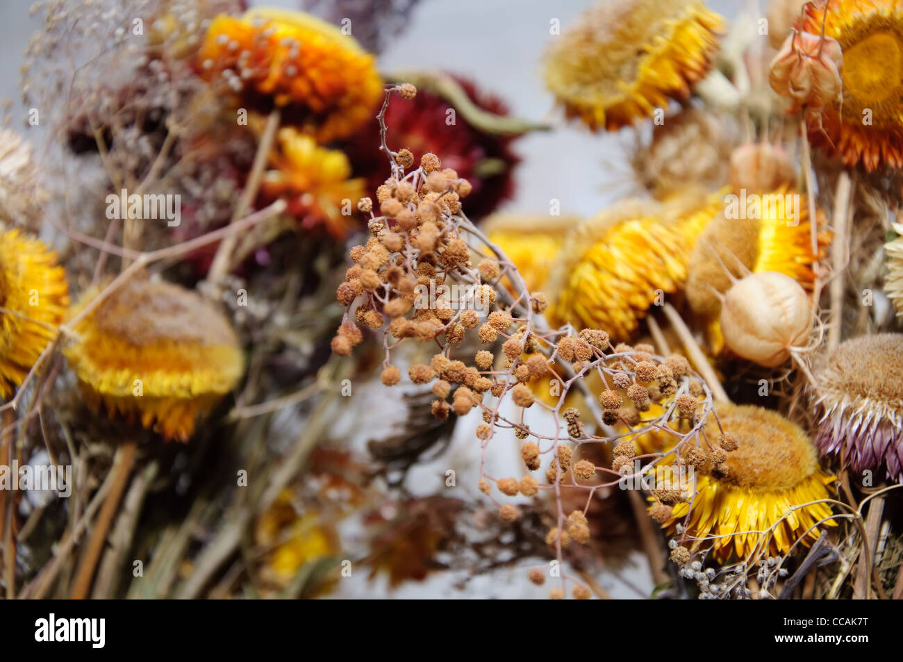 Dried orange blossoms hires stock photography and images Alamy