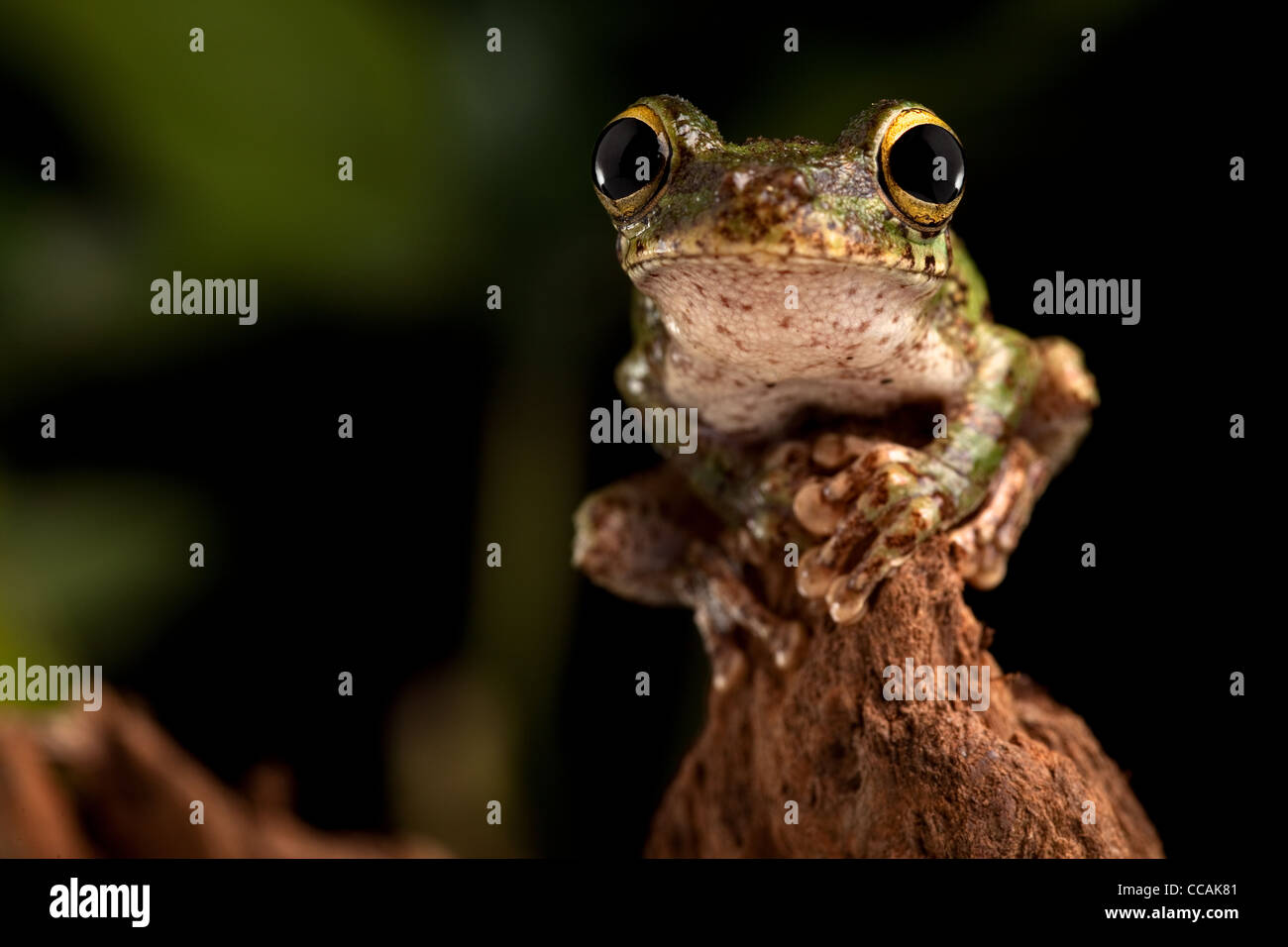 tree frog, Osteocephalus Sp. , Amazon rainforest Brazil Stock Photo