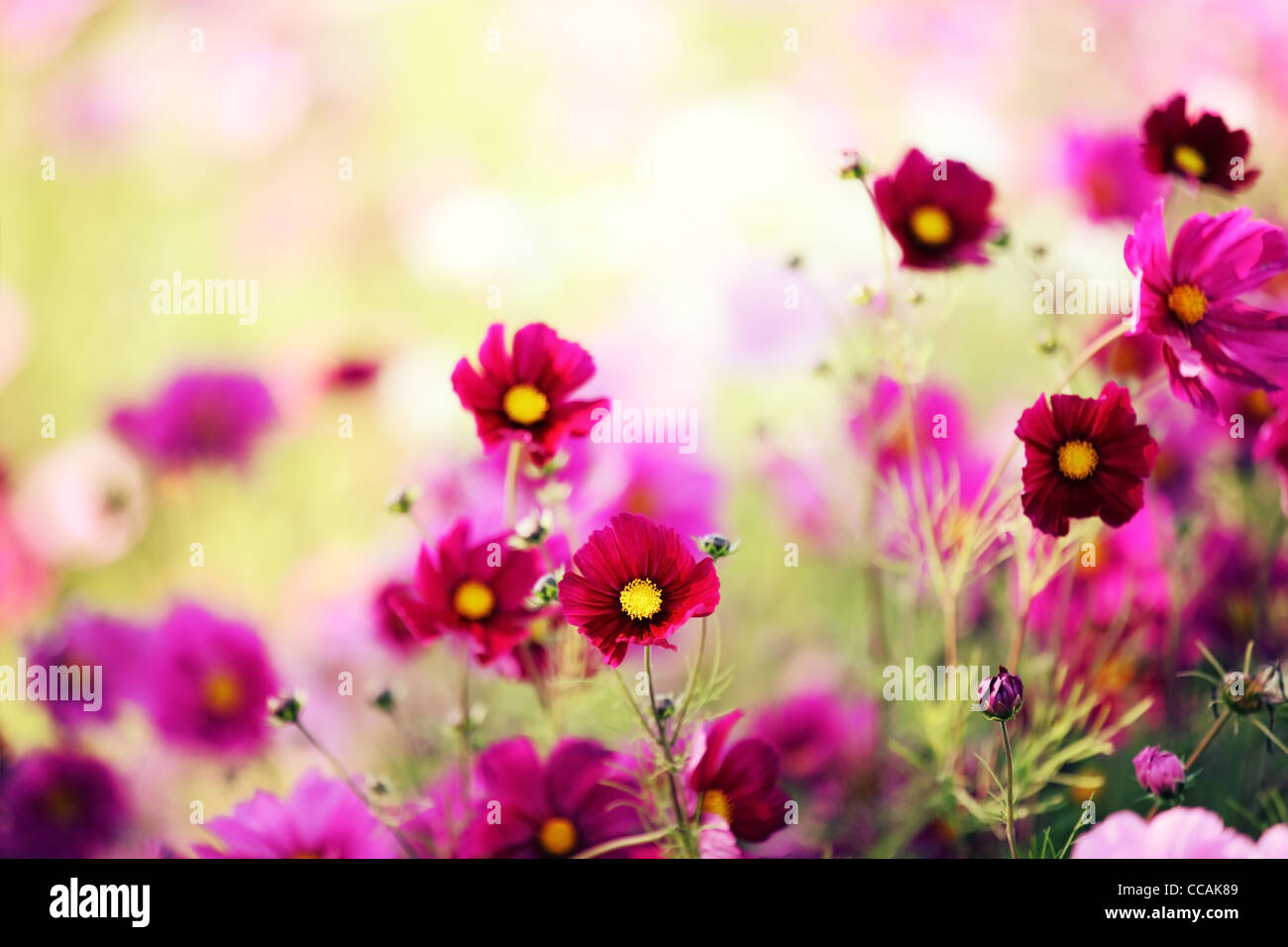 Closeup of daisy flower,Shallow Dof. Stock Photo