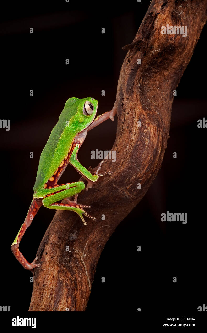 tree frog, Phyllomedusa vailanti Amazon rain forest Brazil Stock Photo