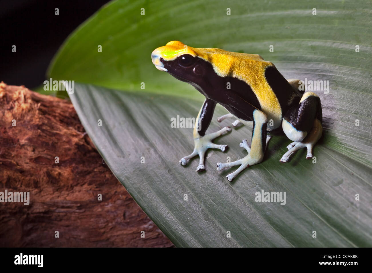 poison dart frog, Dendrobates tinctorius, Amazon rain forest Suriname