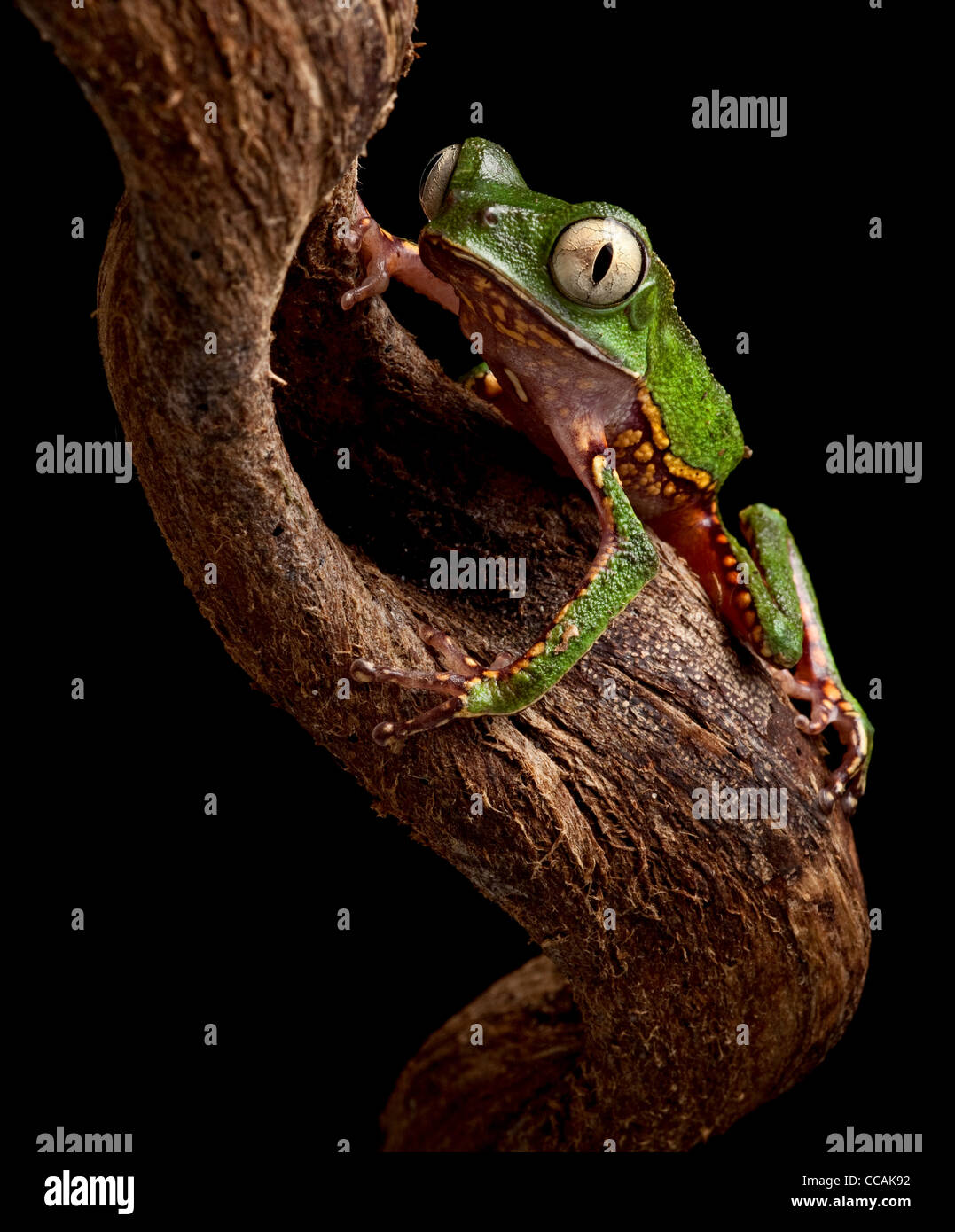 tree frog on branch at night in amazon rain forest Brazil Phyllomeusa vaillanti Stock Photo