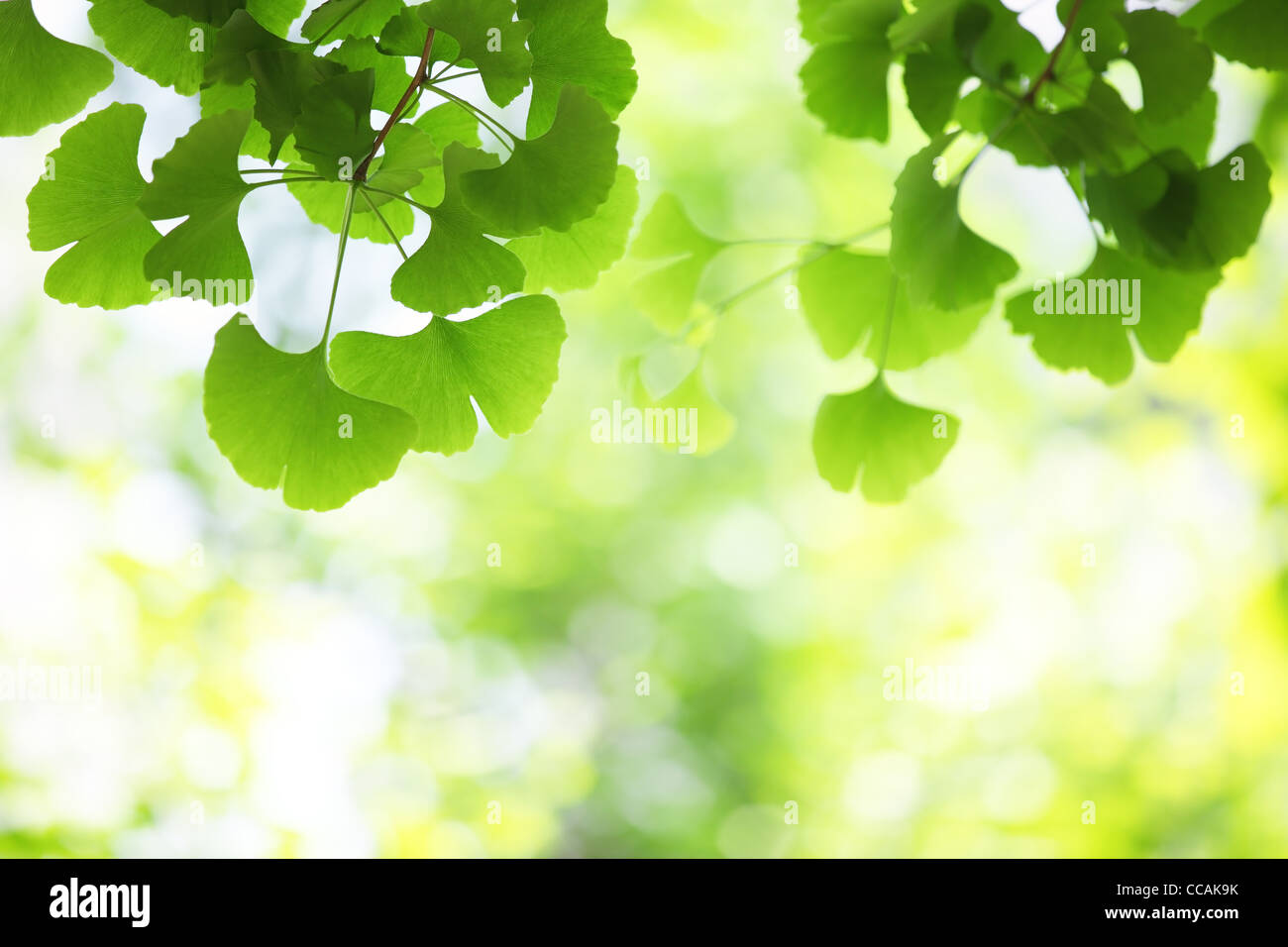 ginkgo leaves, shallow focus. Stock Photo