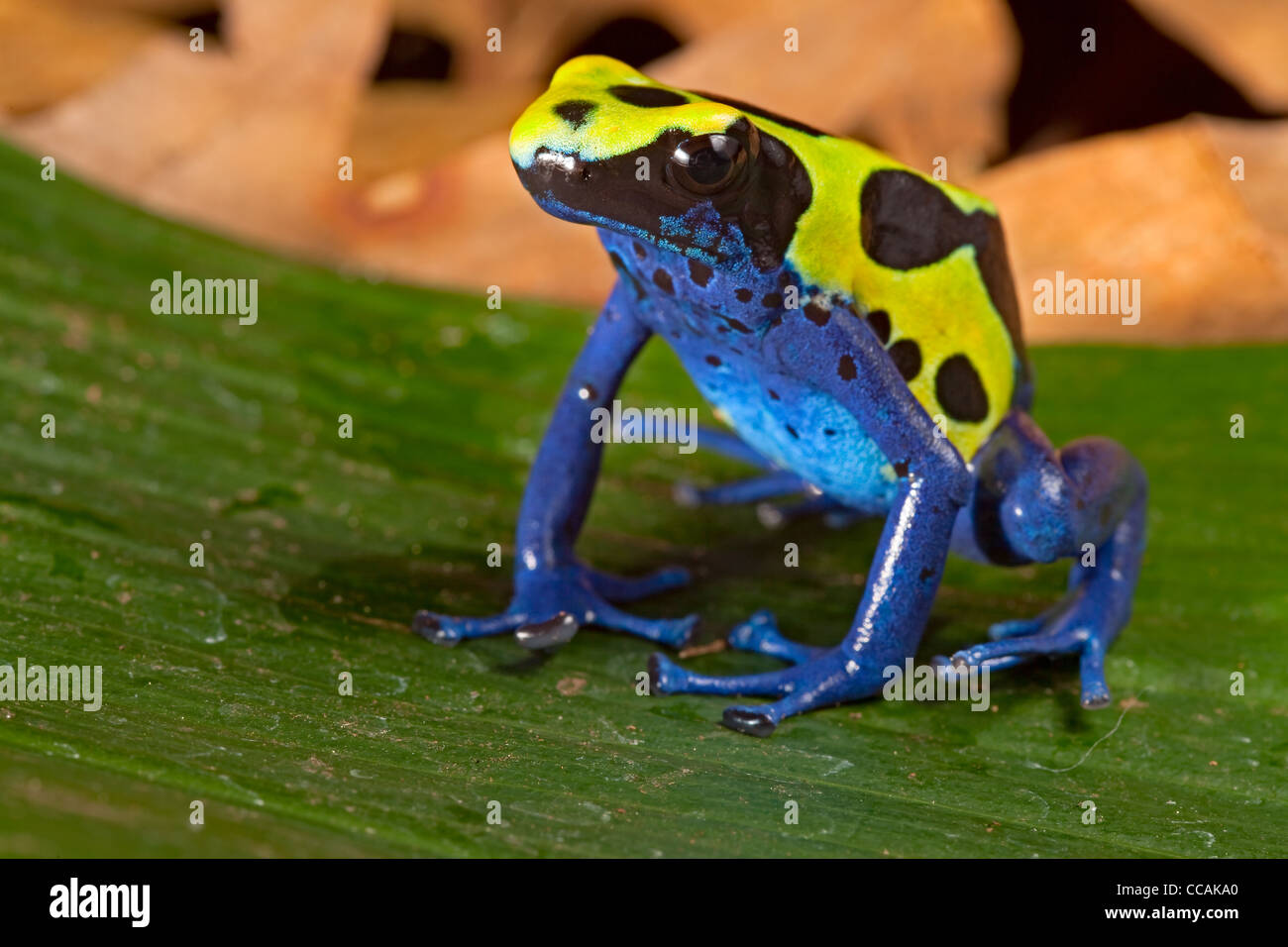 poison dart frog, Dendrobates tinctorius, Amazon rain forest Suriname Stock Photo