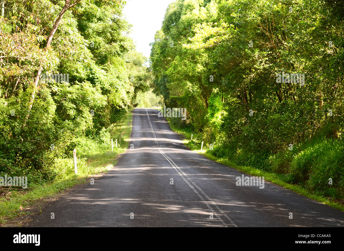 Road to Nimbin NSW through subtropical forest Stock Photo