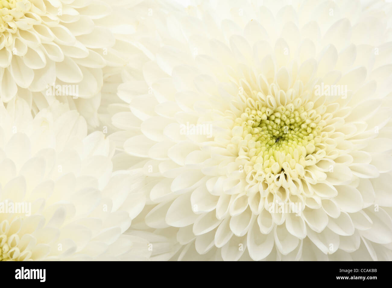 closeup of white chrysanthemum. Stock Photo