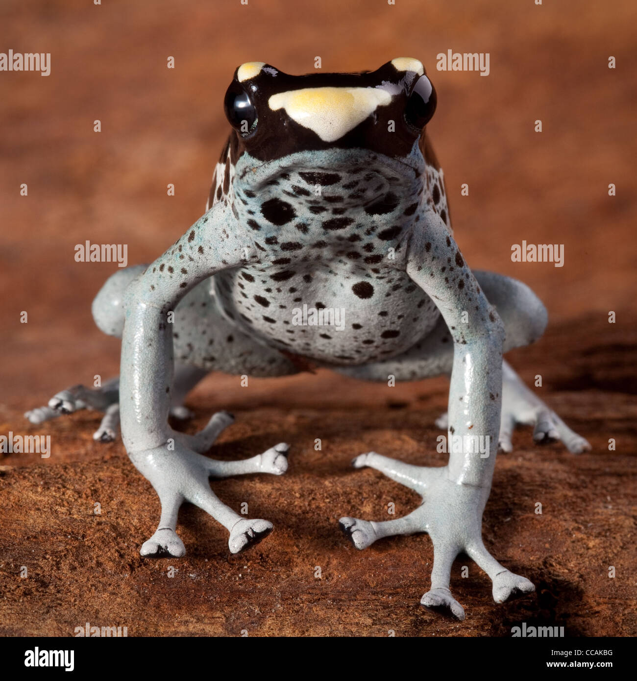 poison dart frog,Dendrobates tinctorius, Suriname Amazon rain forest Stock Photo