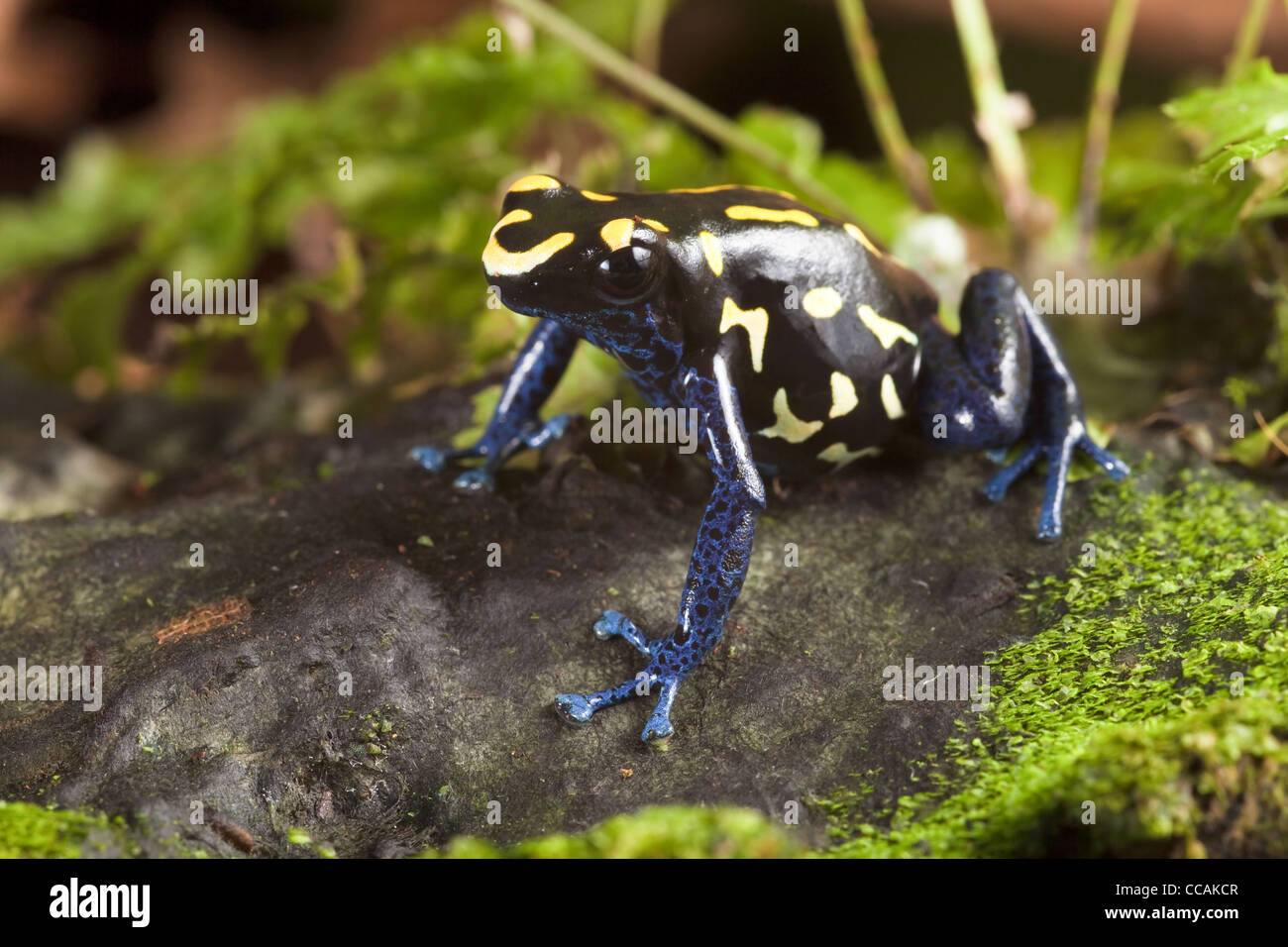 spotted black blue yellow poison dart frog Dendrobatees tinctorius Bakhuis morph Suriname Stock Photo