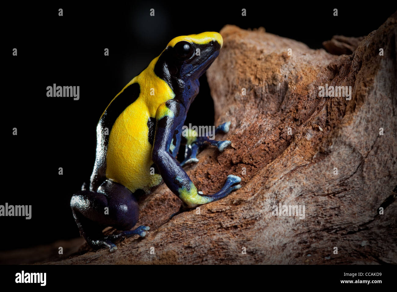 Yellow blue and black poison dart frog, Dendrobates tinctorius, Nikita morph, of Amazon rain forest Suriname Stock Photo