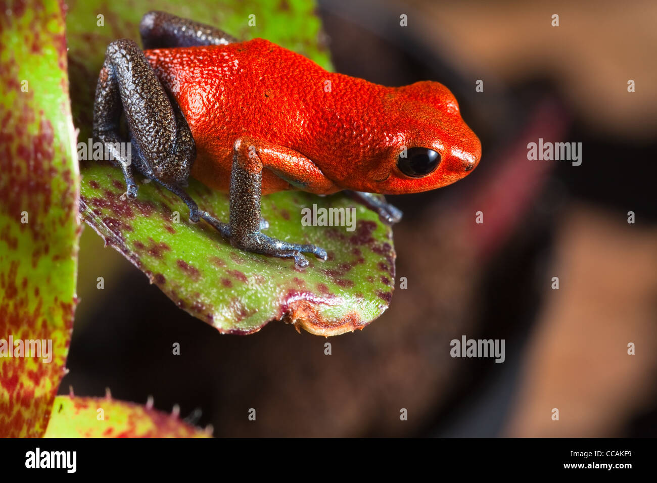poison dart frog sitting on leaf in Central American rain forest on border of Panama and Costa rica, Oophaga pumi Stock Photo